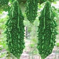 Pinkdose Vegetable Seeds for Planting heirloom & Non-GMO Seeds